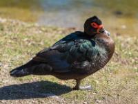 Moschusente Weibchen